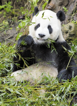 大陆赠台大熊猫"团团"病逝