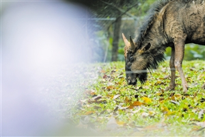 海南热带野生动植物园引进一批国内外珍稀野生动物