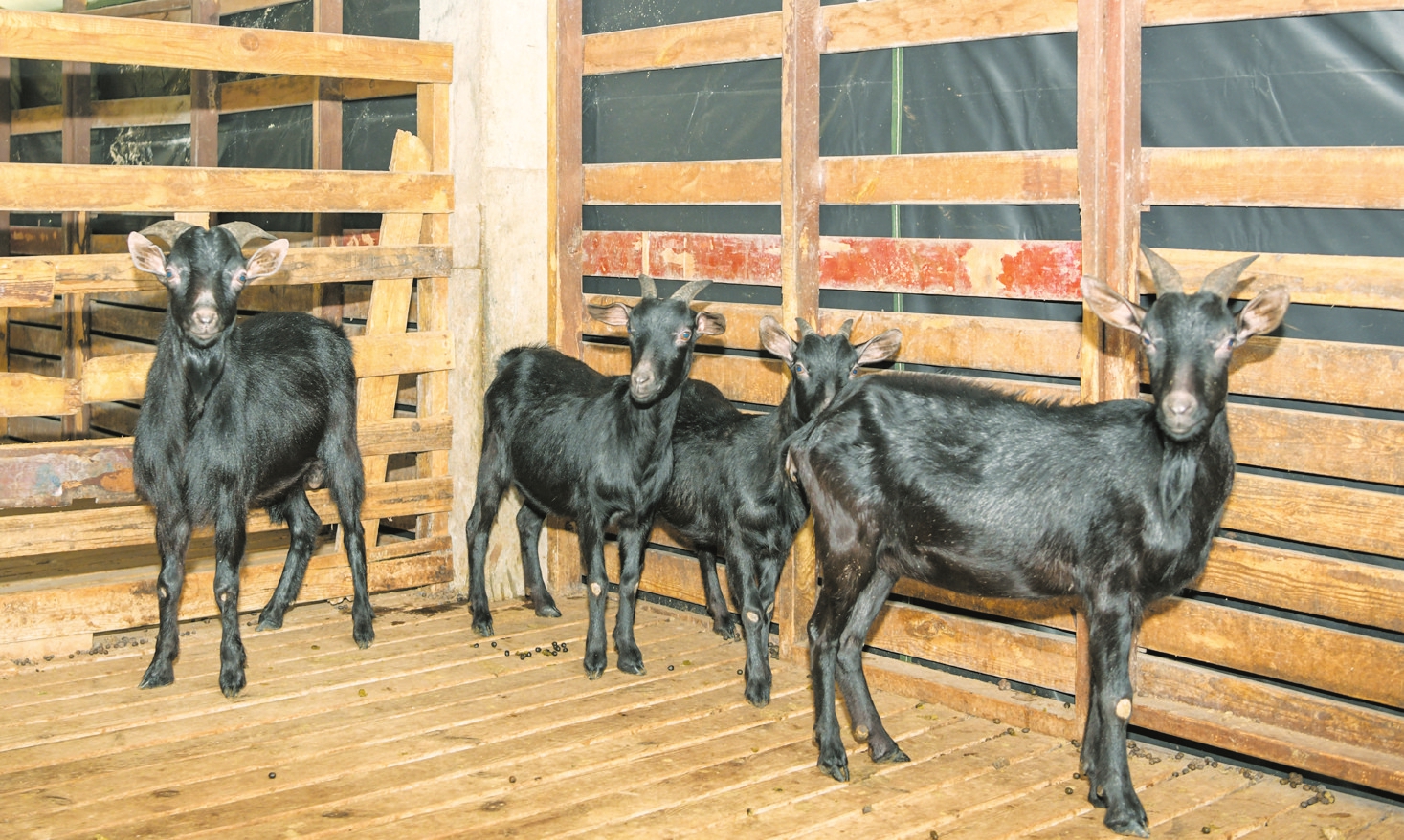 海南羊山臃羊繁育基地的黑山羊膘肥体壮.