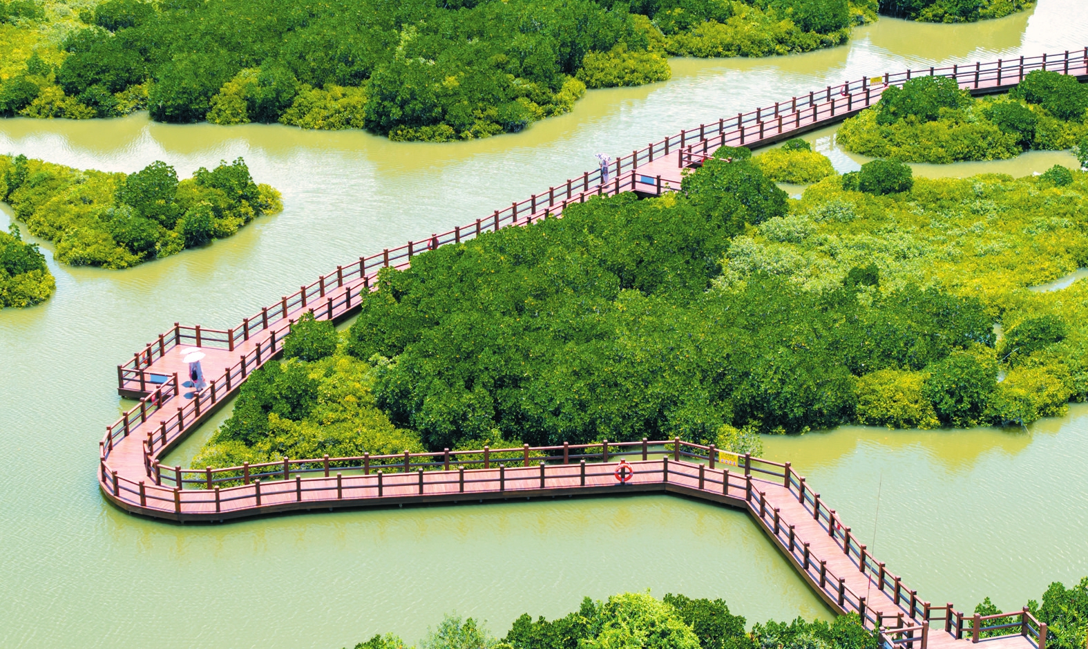 龙海红树林自然保护区图片