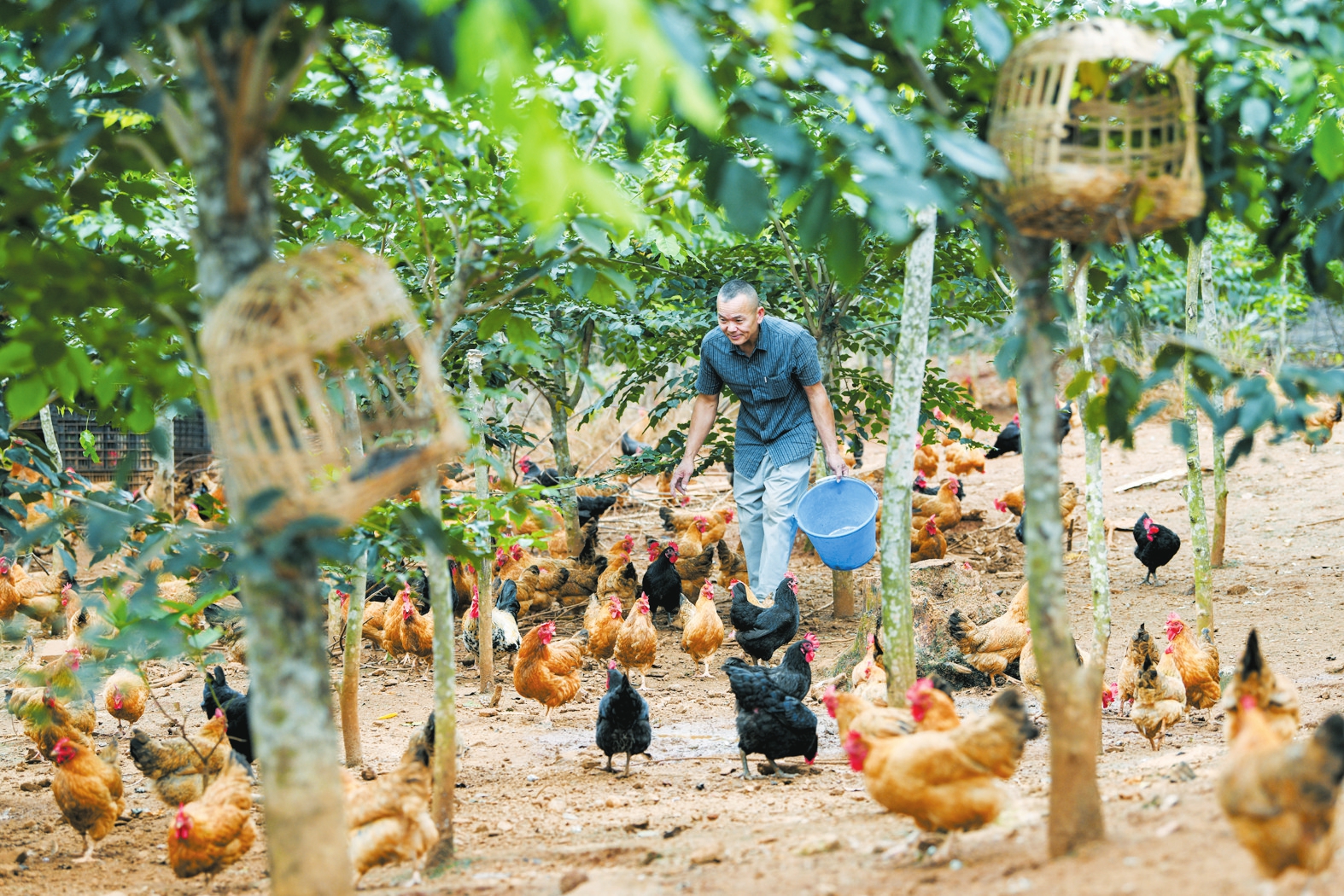 琼山区红旗镇道崇村发展林下经济