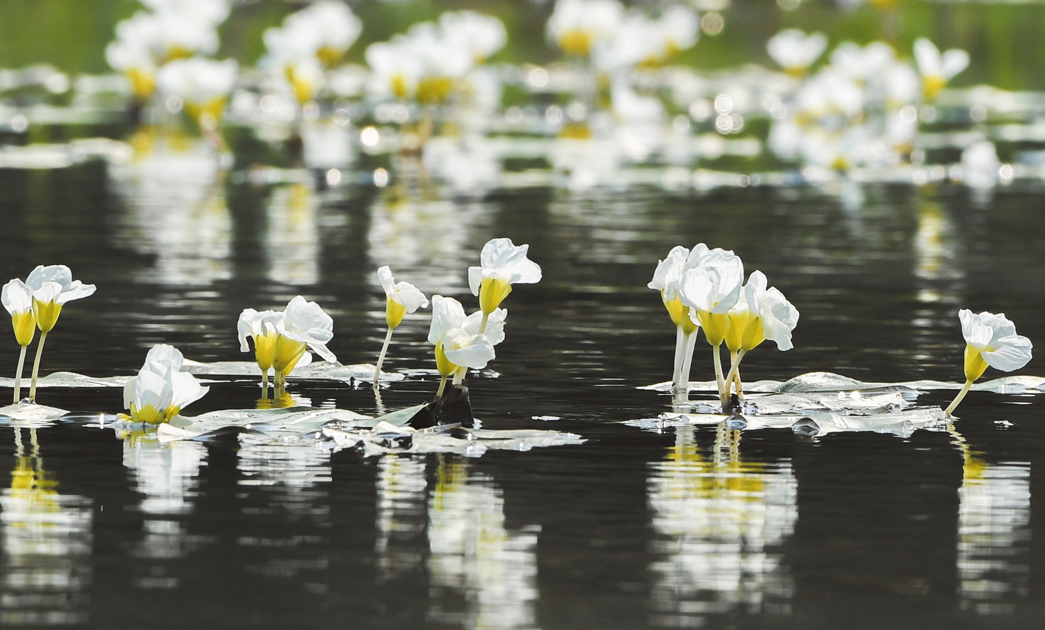 来到龙华区遵谭镇昌旺溪,只见国家二级保护植物水菜花盛开在溪面上