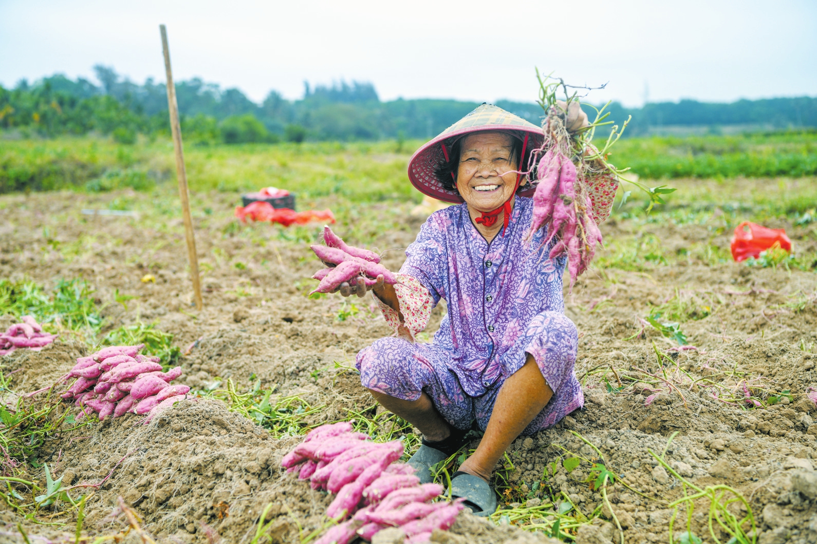 琼山区旧州镇龙井地瓜喜获丰收